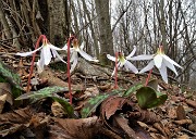 60 Dente di cane (Erythronium dens canis)